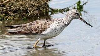 Common Greenshank