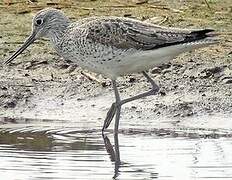 Common Greenshank