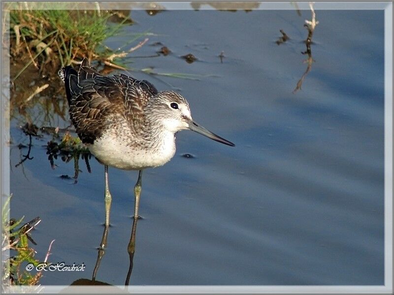 Common Greenshank