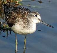 Common Greenshank