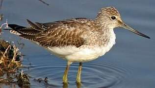 Common Greenshank