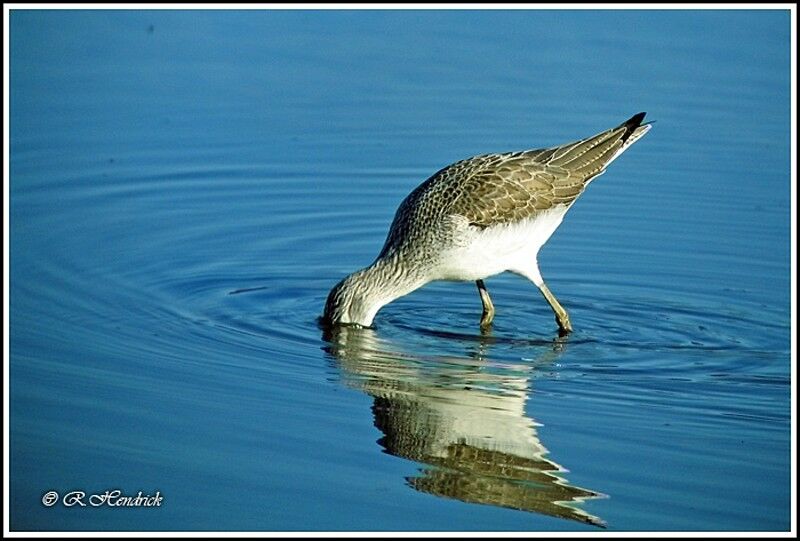 Common Greenshank