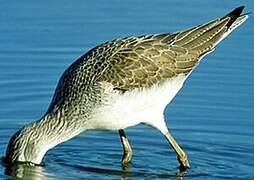 Common Greenshank