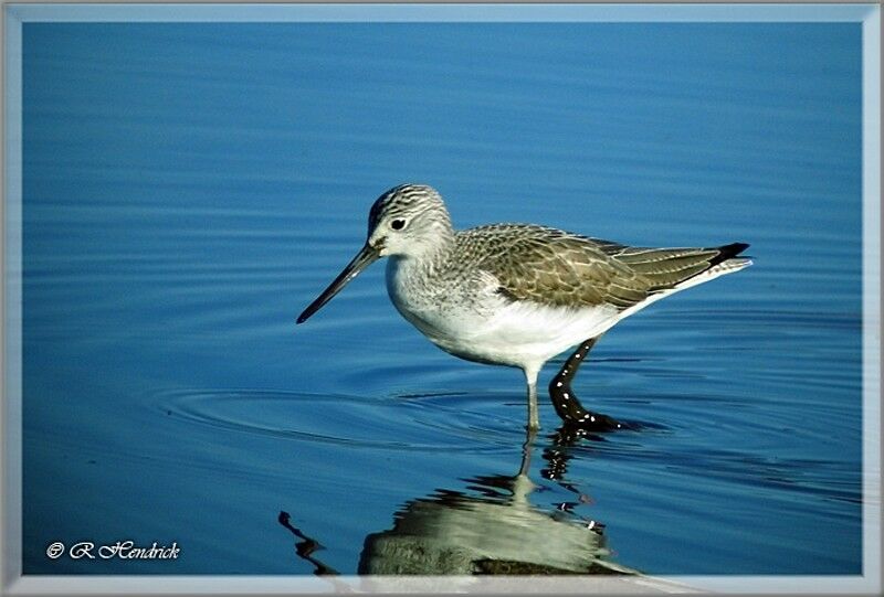 Common Greenshank