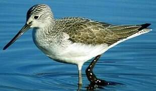 Common Greenshank