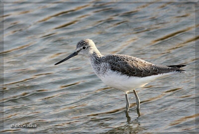 Common Greenshank