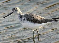 Common Greenshank