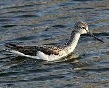 Common Greenshank