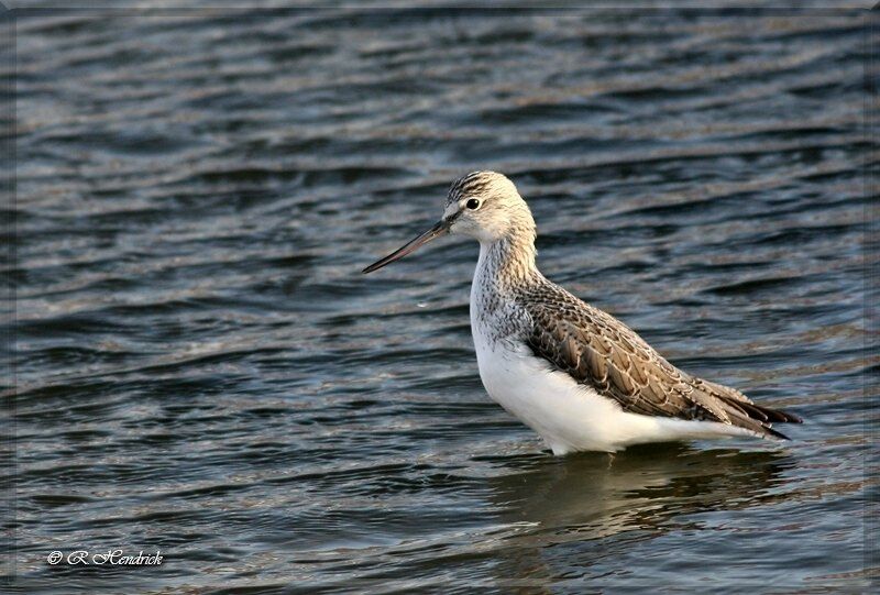 Common Greenshank