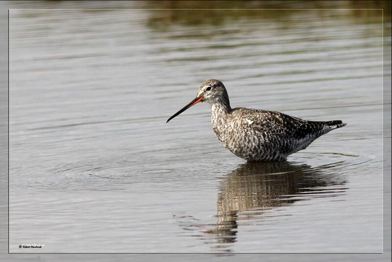Spotted Redshank