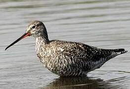 Spotted Redshank