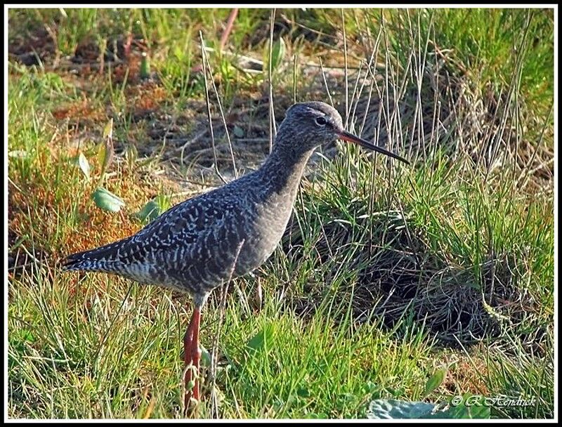 Spotted Redshank