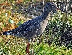 Spotted Redshank