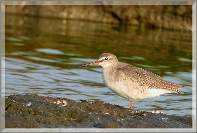 Spotted Redshank