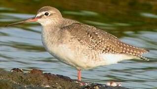 Spotted Redshank