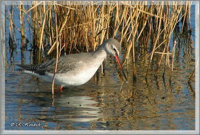 Spotted Redshank