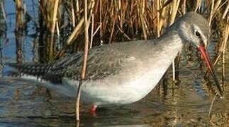 Spotted Redshank