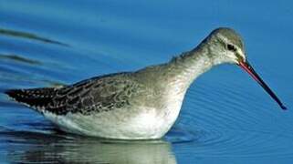 Spotted Redshank