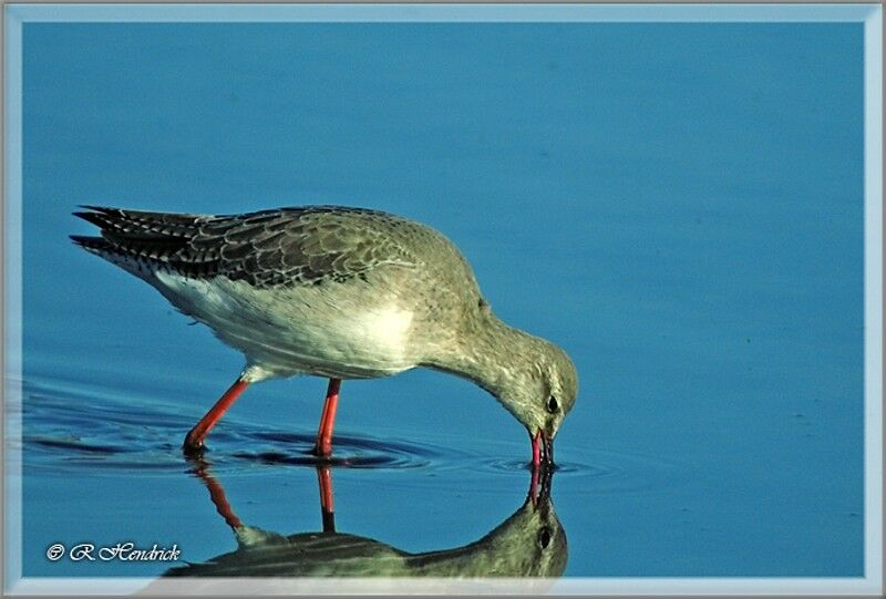 Spotted Redshank