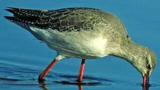 Spotted Redshank