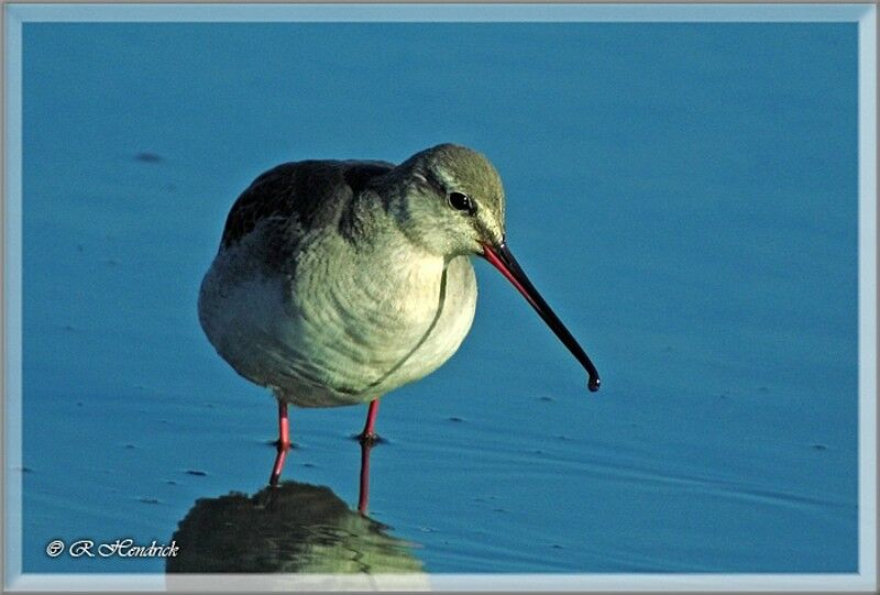 Spotted Redshank