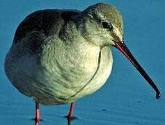 Spotted Redshank