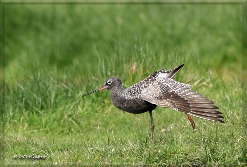 Spotted Redshank