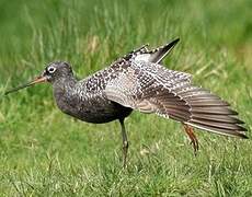 Spotted Redshank