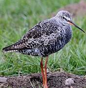 Spotted Redshank