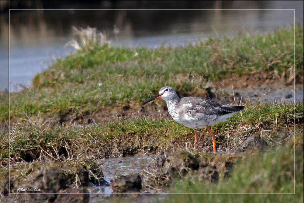 Spotted Redshank