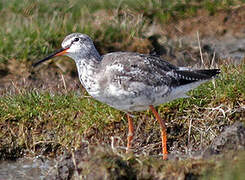 Spotted Redshank