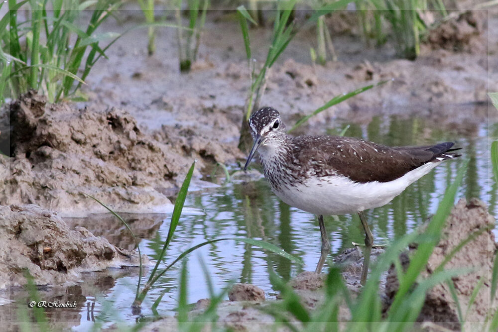 Green Sandpiper