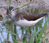 Green Sandpiper