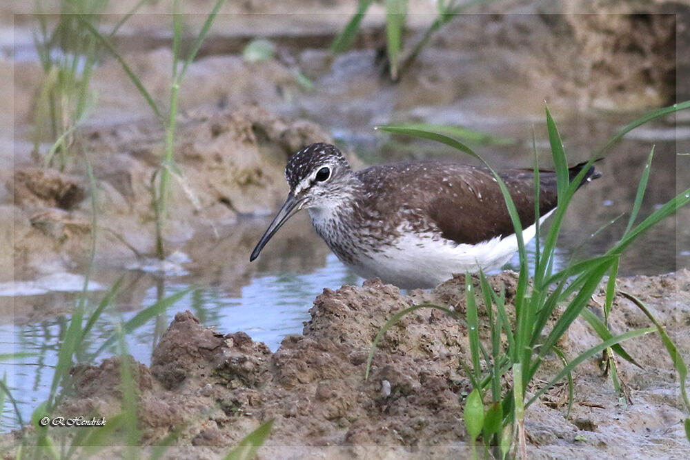 Green Sandpiper