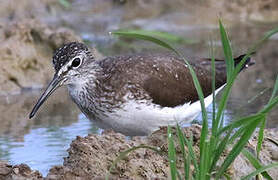 Green Sandpiper