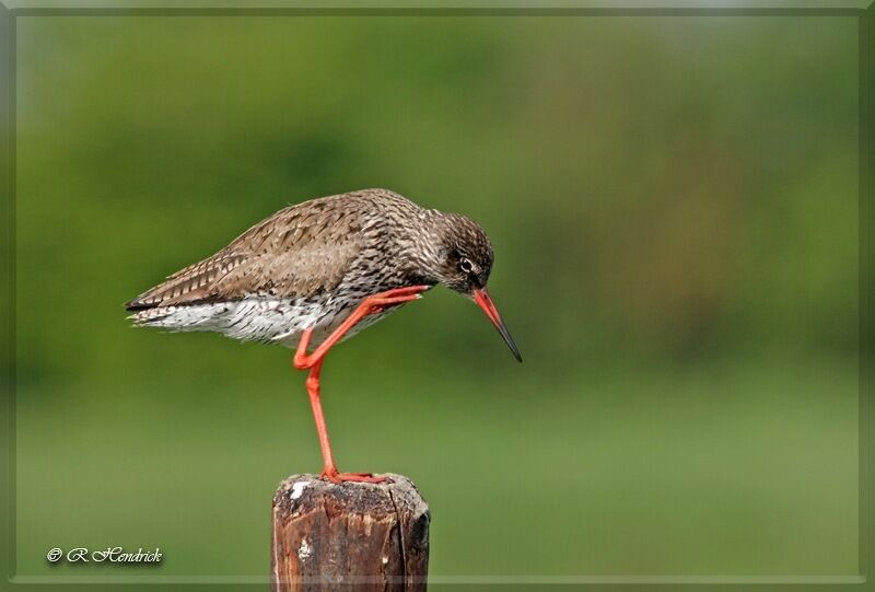 Common Redshank