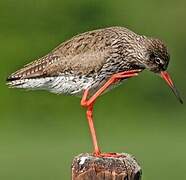 Common Redshank