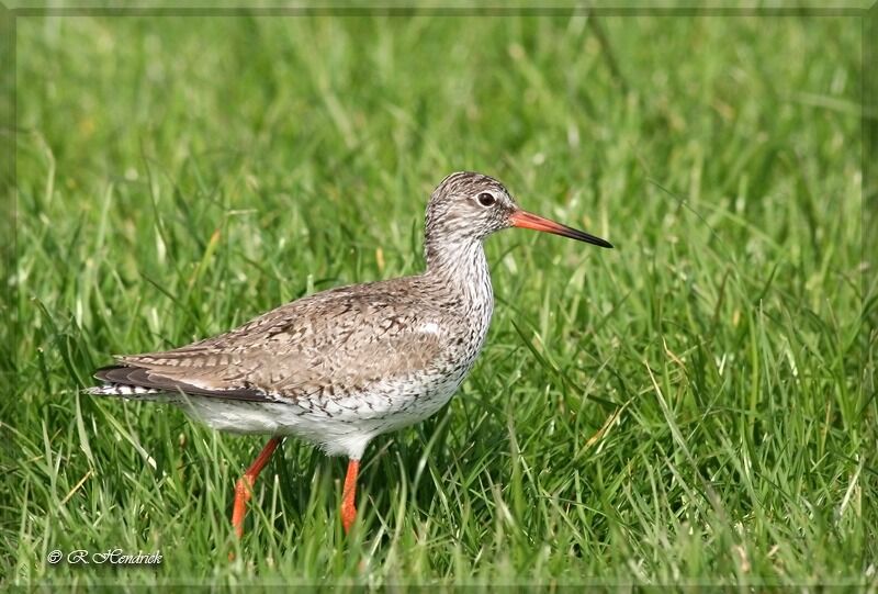 Common Redshank