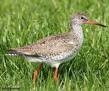 Common Redshank