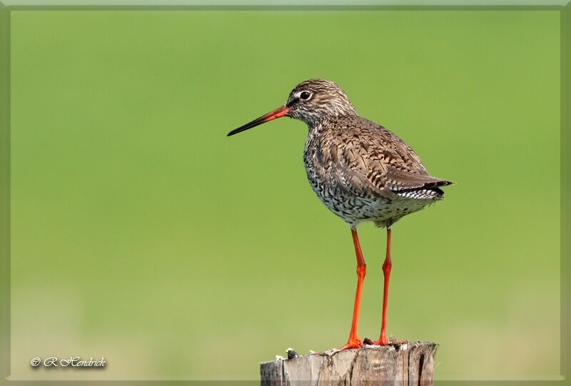 Common Redshank