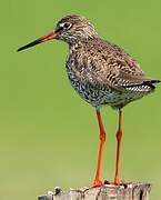 Common Redshank