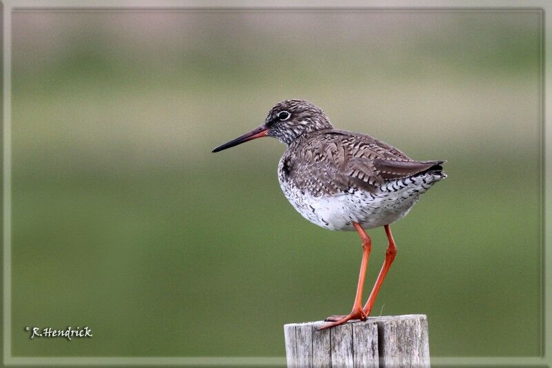 Common Redshank