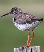 Common Redshank