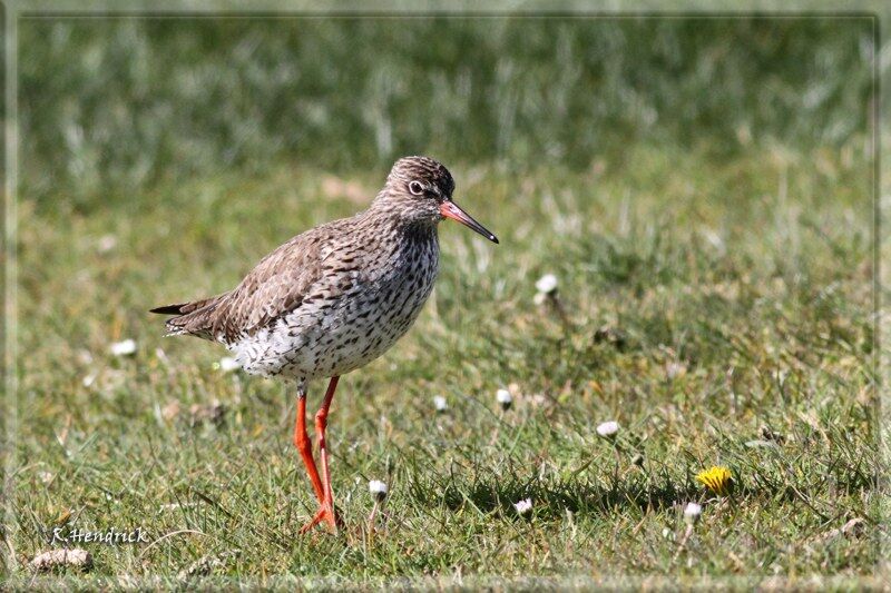 Common Redshank