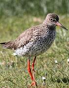 Common Redshank