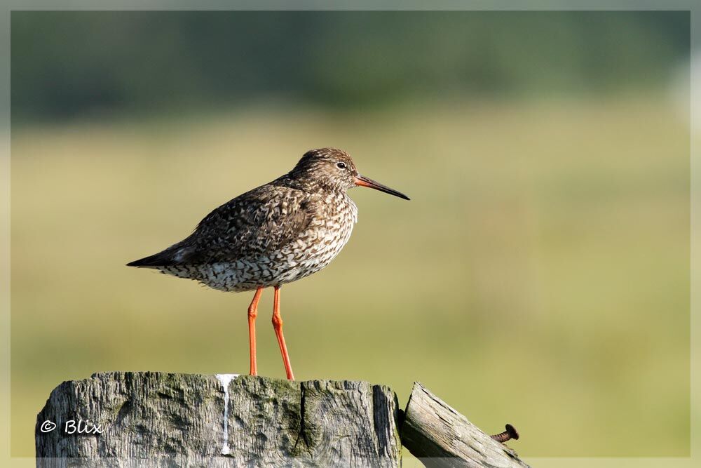 Common Redshank