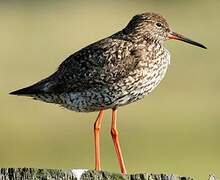 Common Redshank