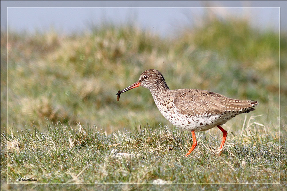 Common Redshank