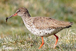 Common Redshank