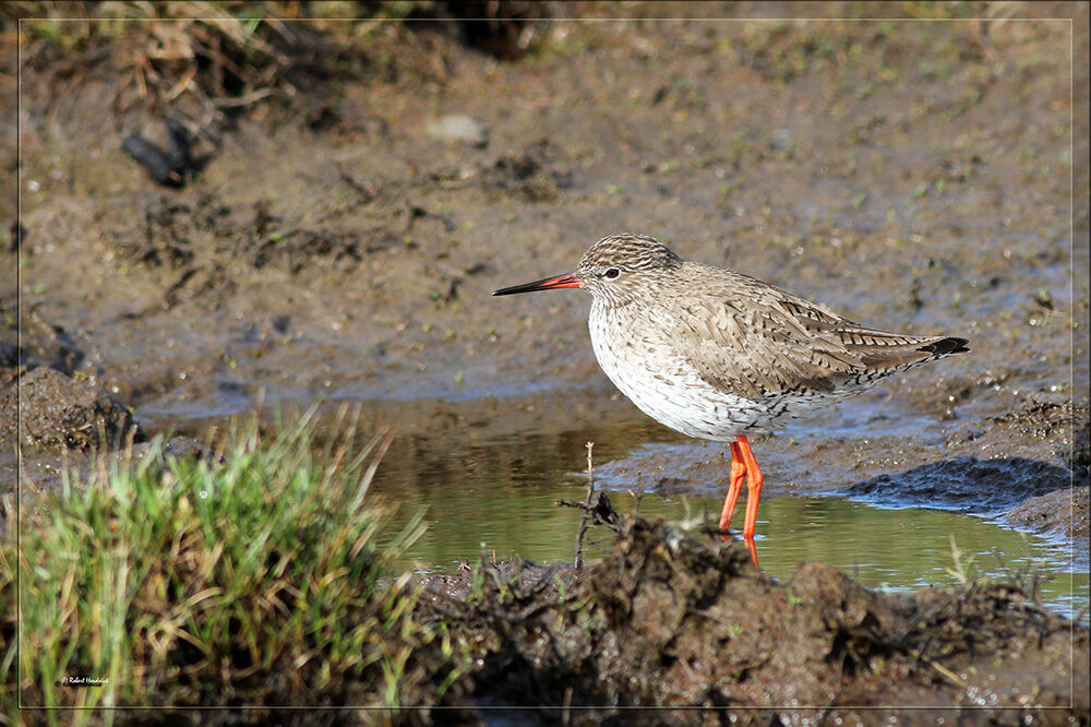 Common Redshank